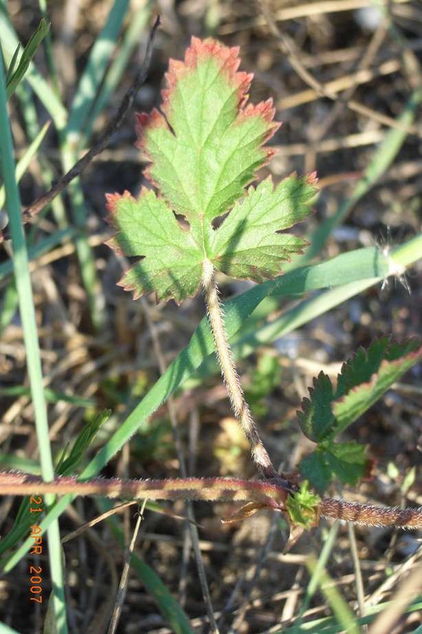 erodium?