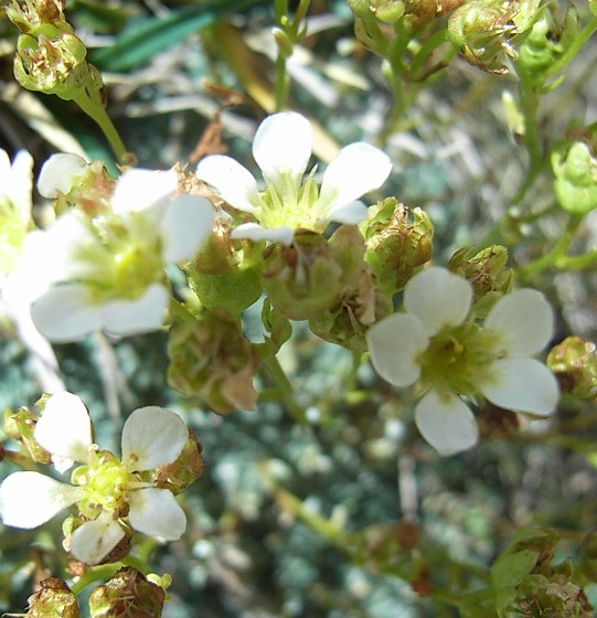 Saxifraga caesia