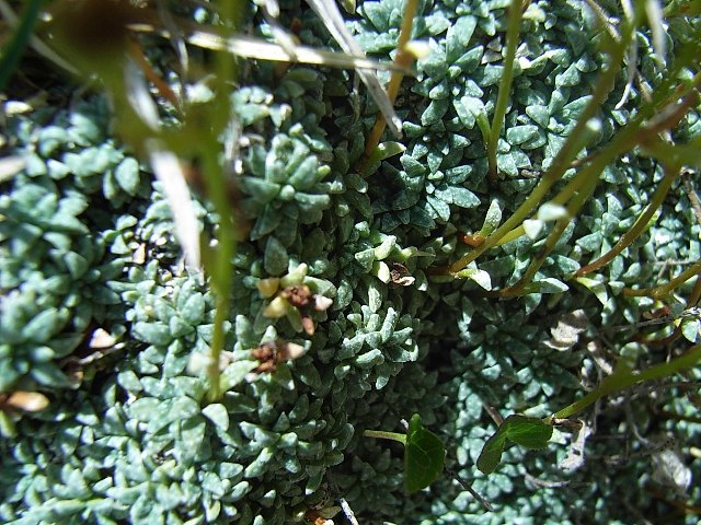 Saxifraga caesia