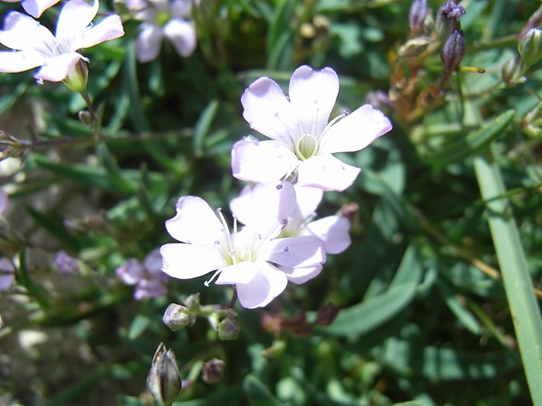 Gypsophila repens