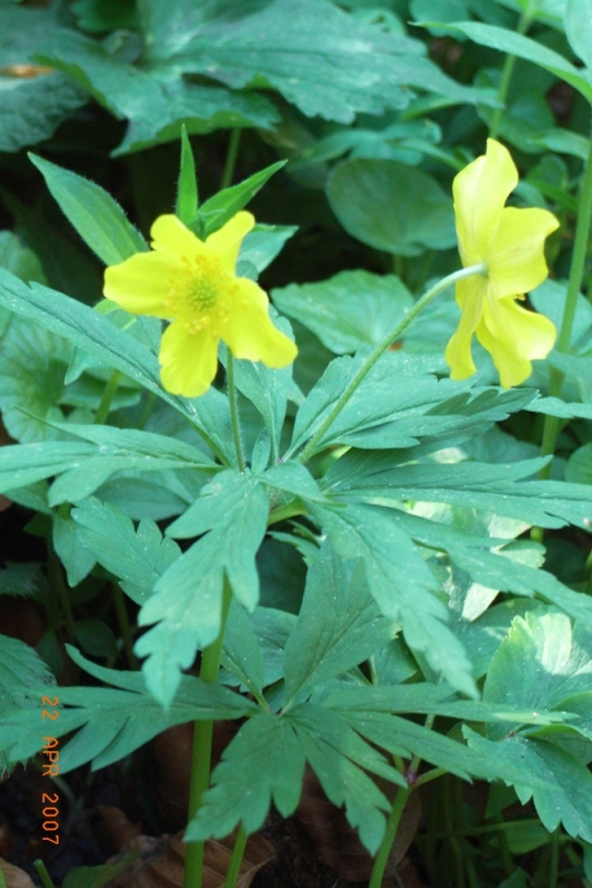 Anemone ranunculoides / Anemone gialla