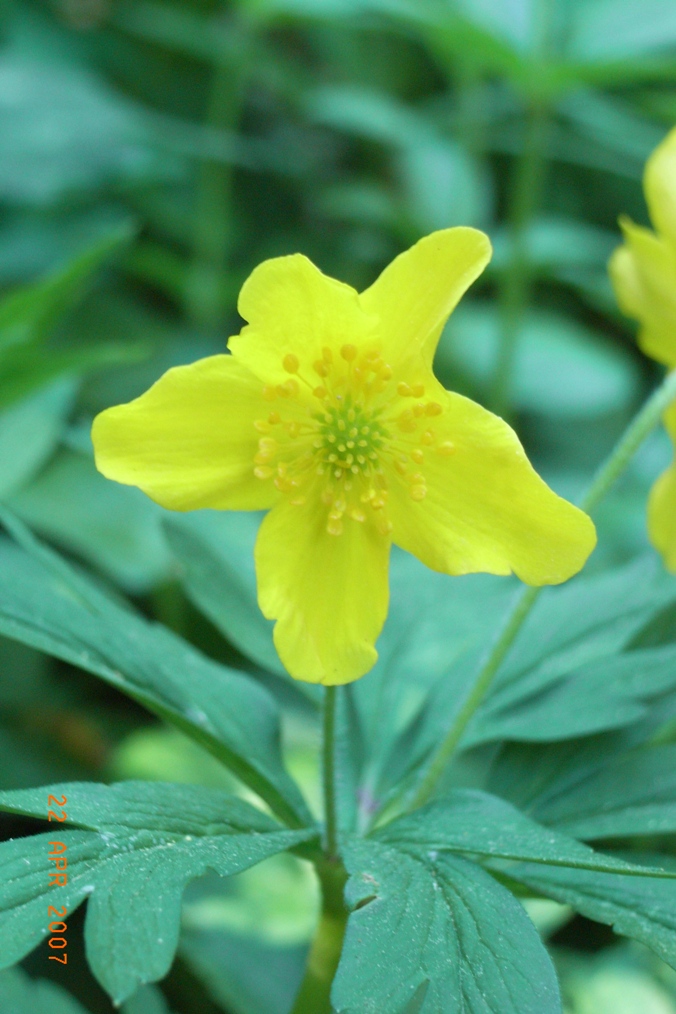 Anemone ranunculoides / Anemone gialla