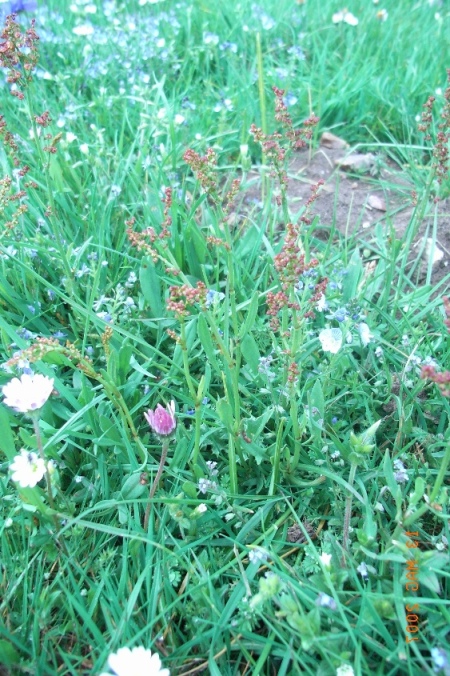 Rumex acetosella