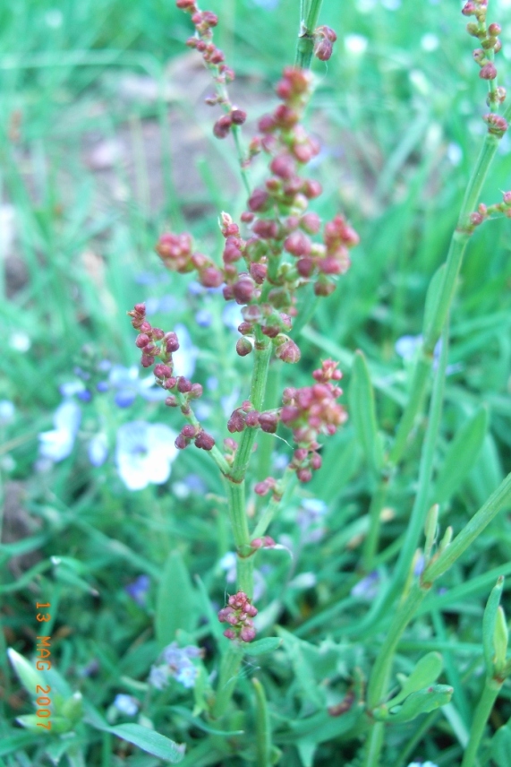 Rumex acetosella