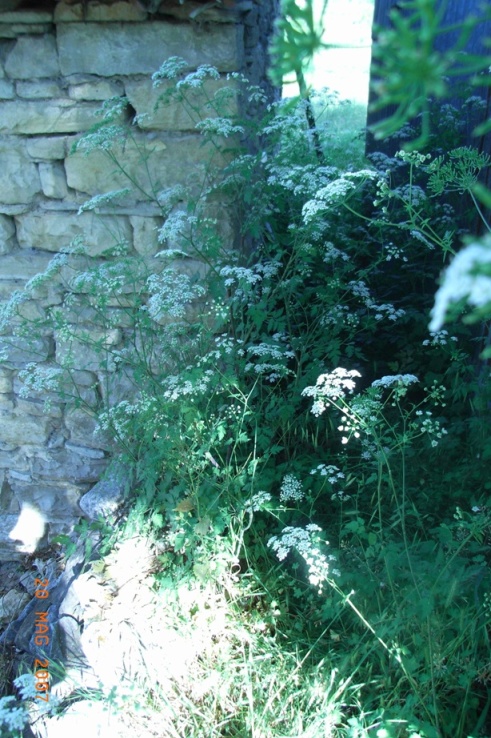 Cicuta? - cfr. Chaerophyllum temulum