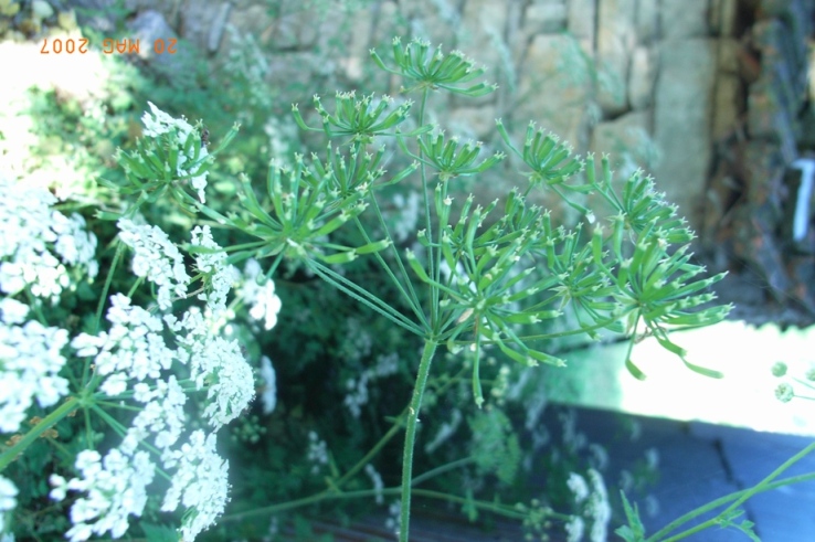 Cicuta? - cfr. Chaerophyllum temulum