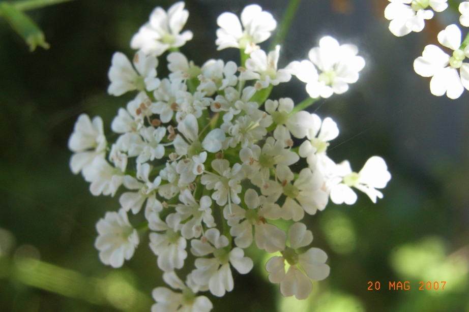 Cicuta? - cfr. Chaerophyllum temulum