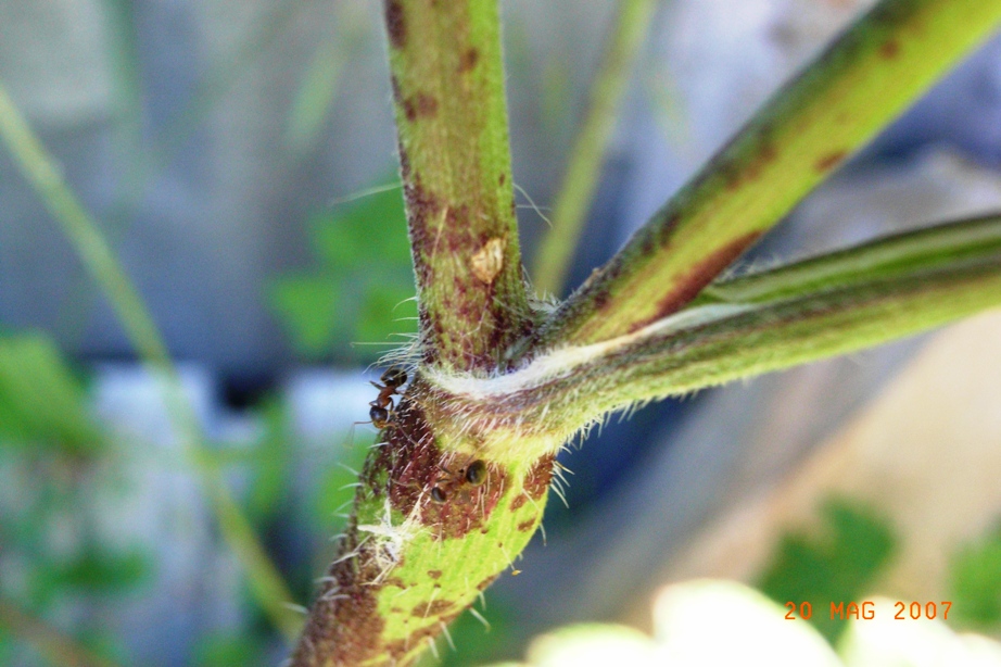 Cicuta? - cfr. Chaerophyllum temulum