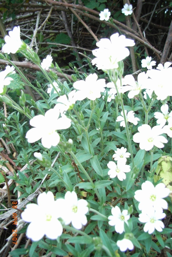 Cerastium?