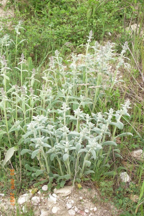 Stachys germanica