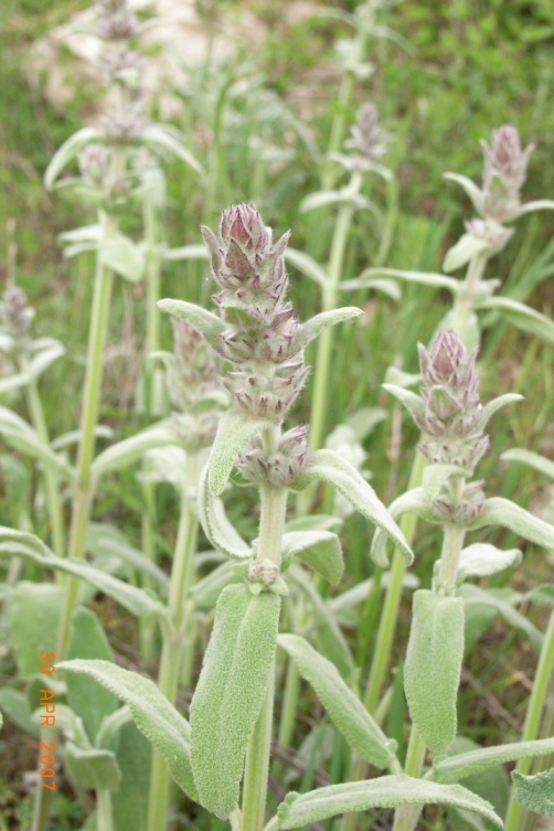 Stachys germanica