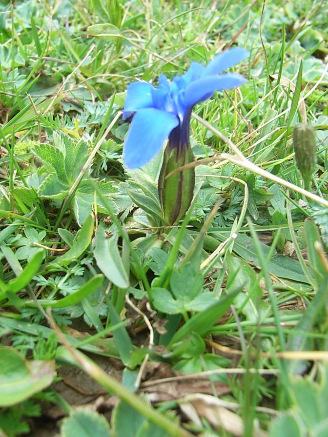 piccola genziana