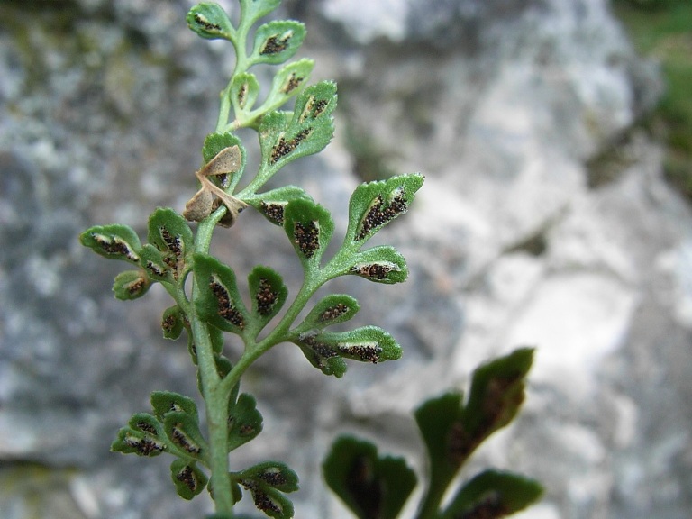 Asplenium ruta-muraria