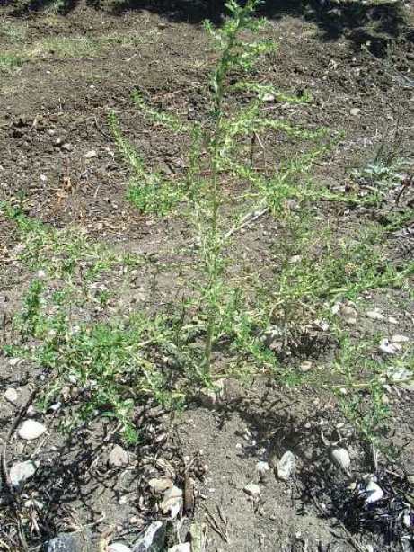 Amaranthus albus / Amaranto bianco