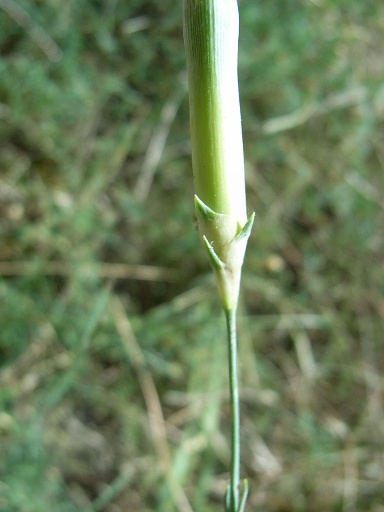 Diantus silvestris sl.