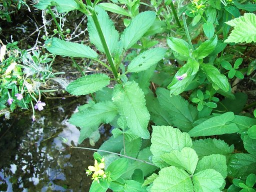 Scrophularia umbrosa