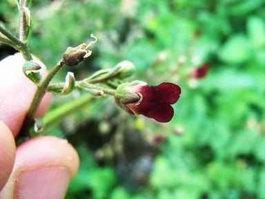 Scrophularia umbrosa