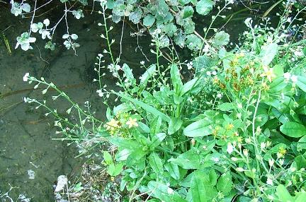 Nontiscordardim - Myosotis sp.