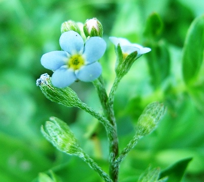 Nontiscordardim - Myosotis sp.