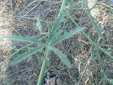 Althaea cannabina / Altea canapina