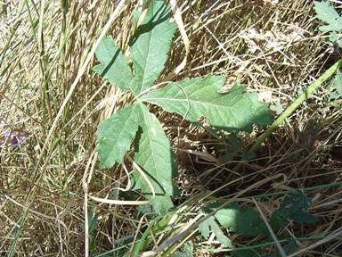 Althaea cannabina / Altea canapina