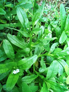 Nontiscordardim - Myosotis sp.