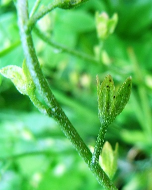 Nontiscordardim - Myosotis sp.