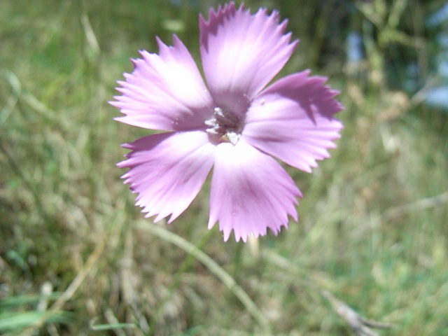 Diantus silvestris sl.
