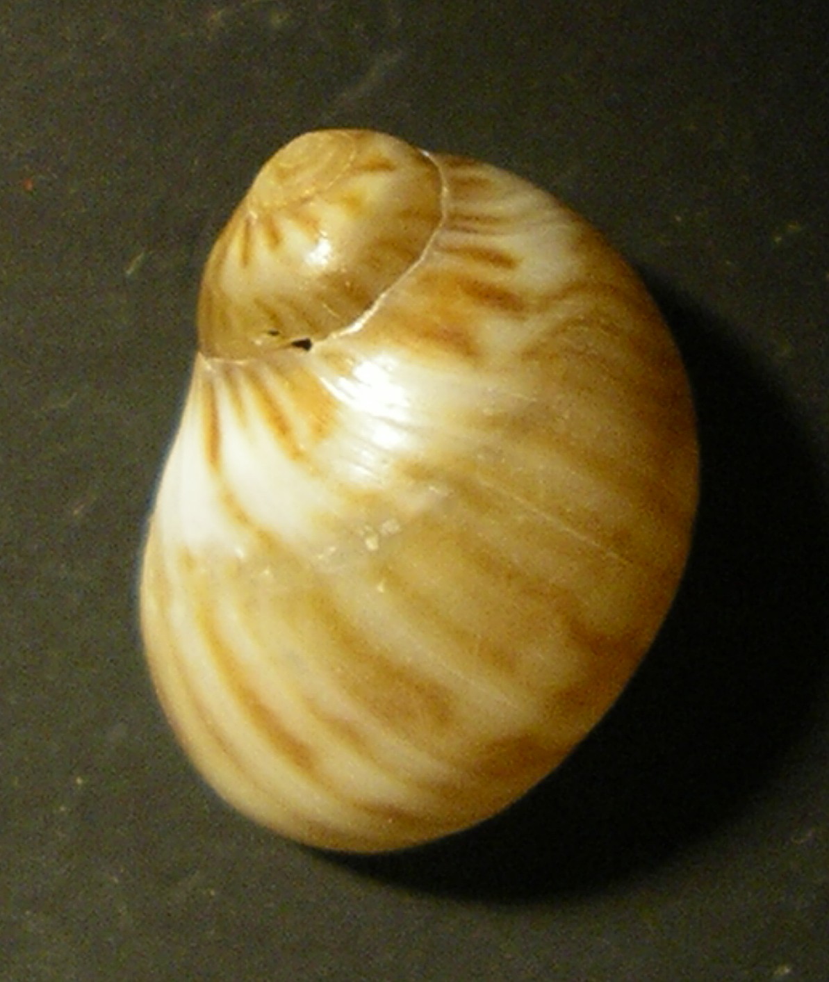 naticidae