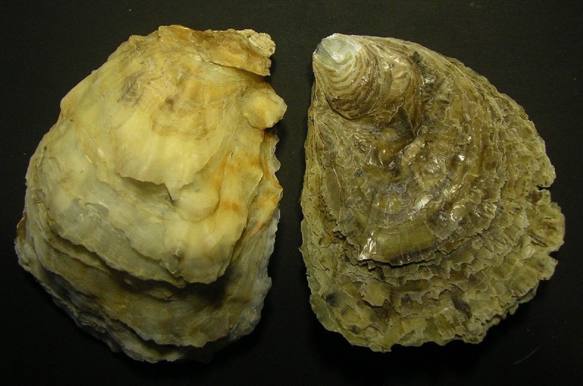 Ostrea edulis?