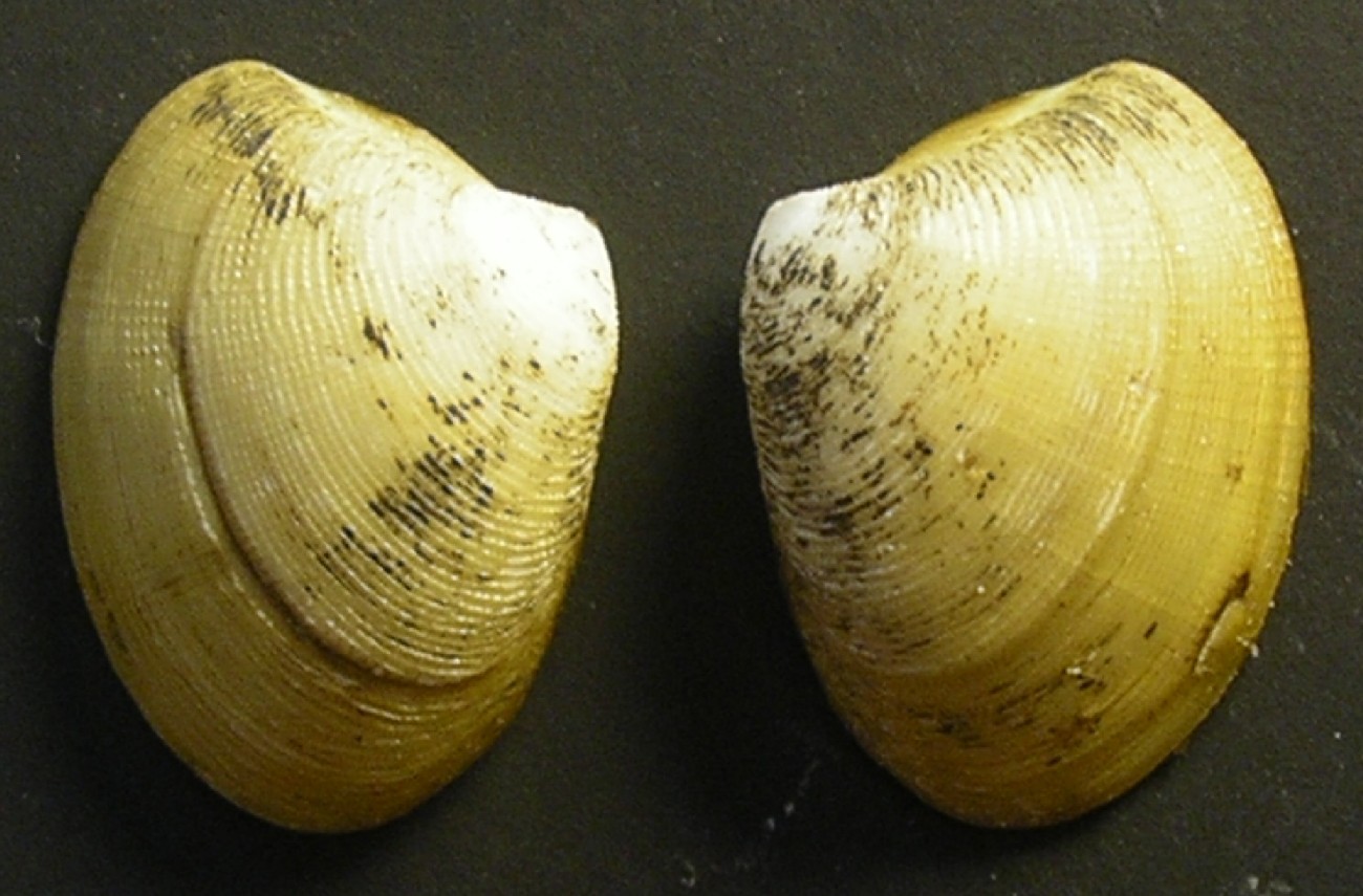 Nucula sulcata