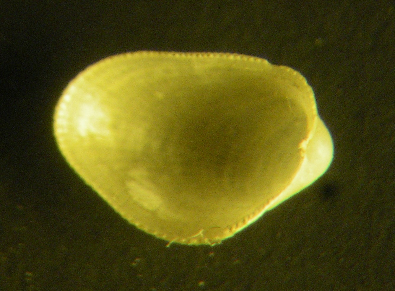 aiuto n° 20