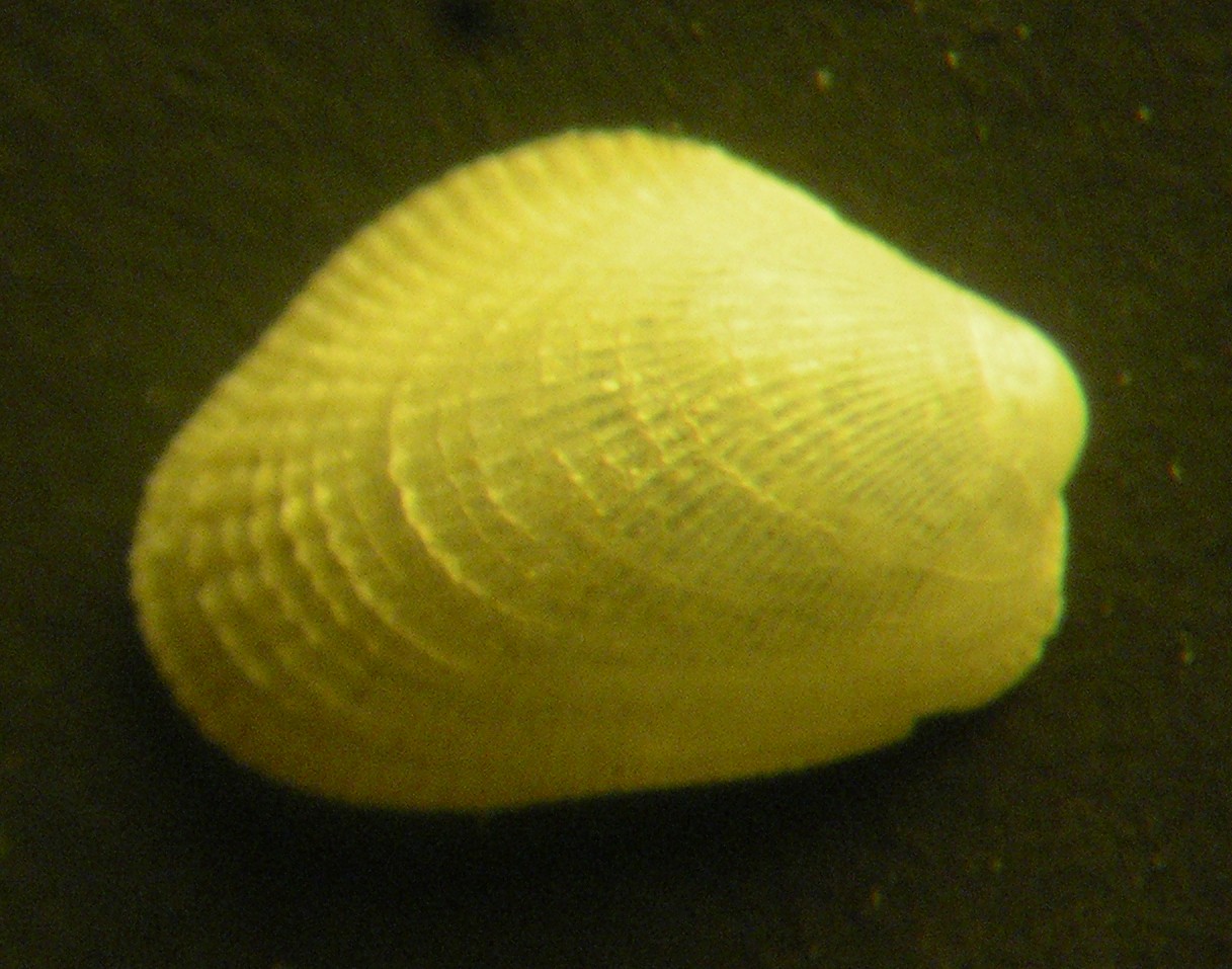 aiuto n° 20