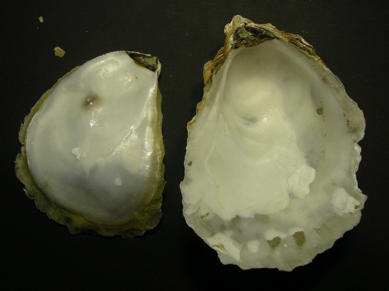 Ostrea edulis?
