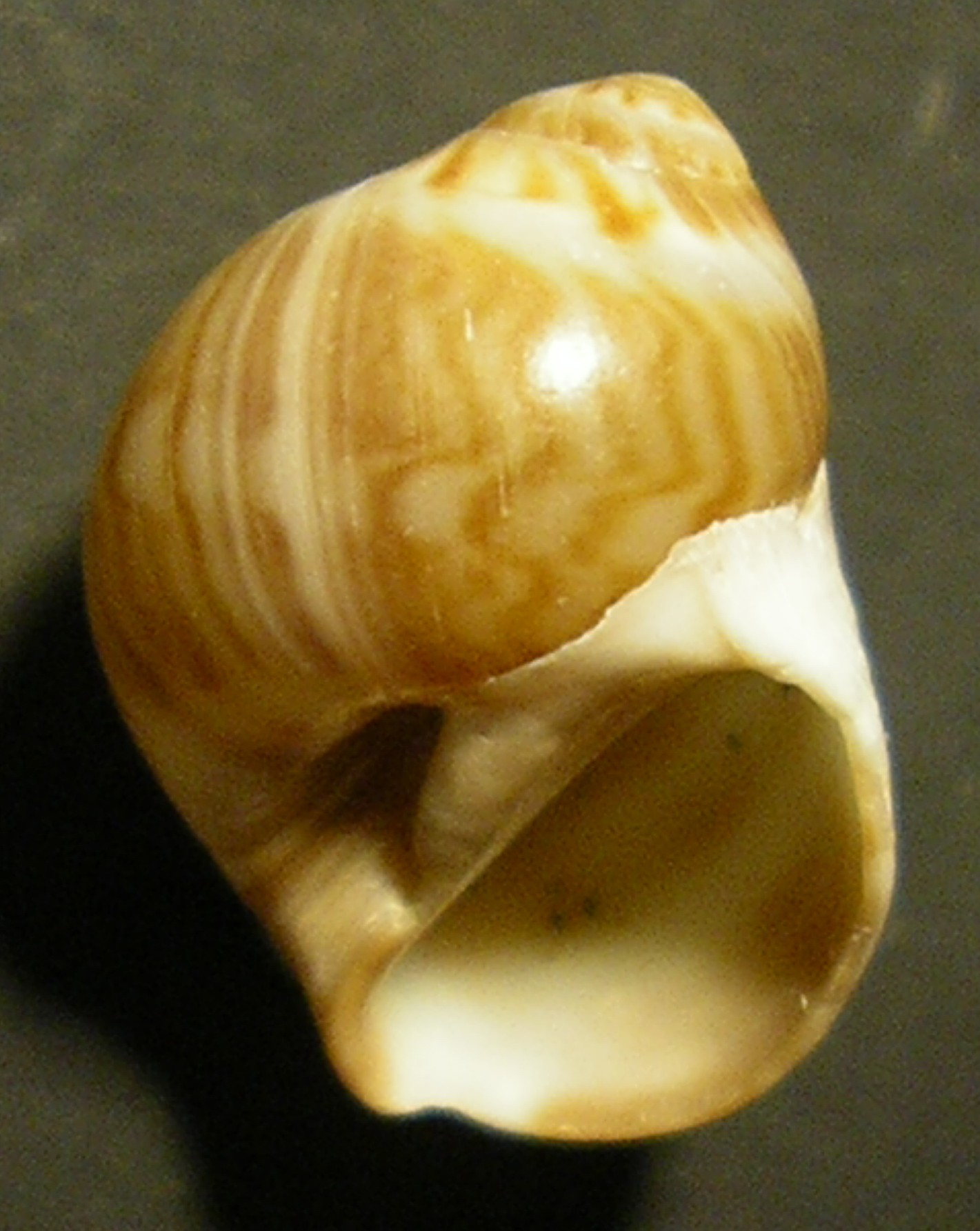 naticidae