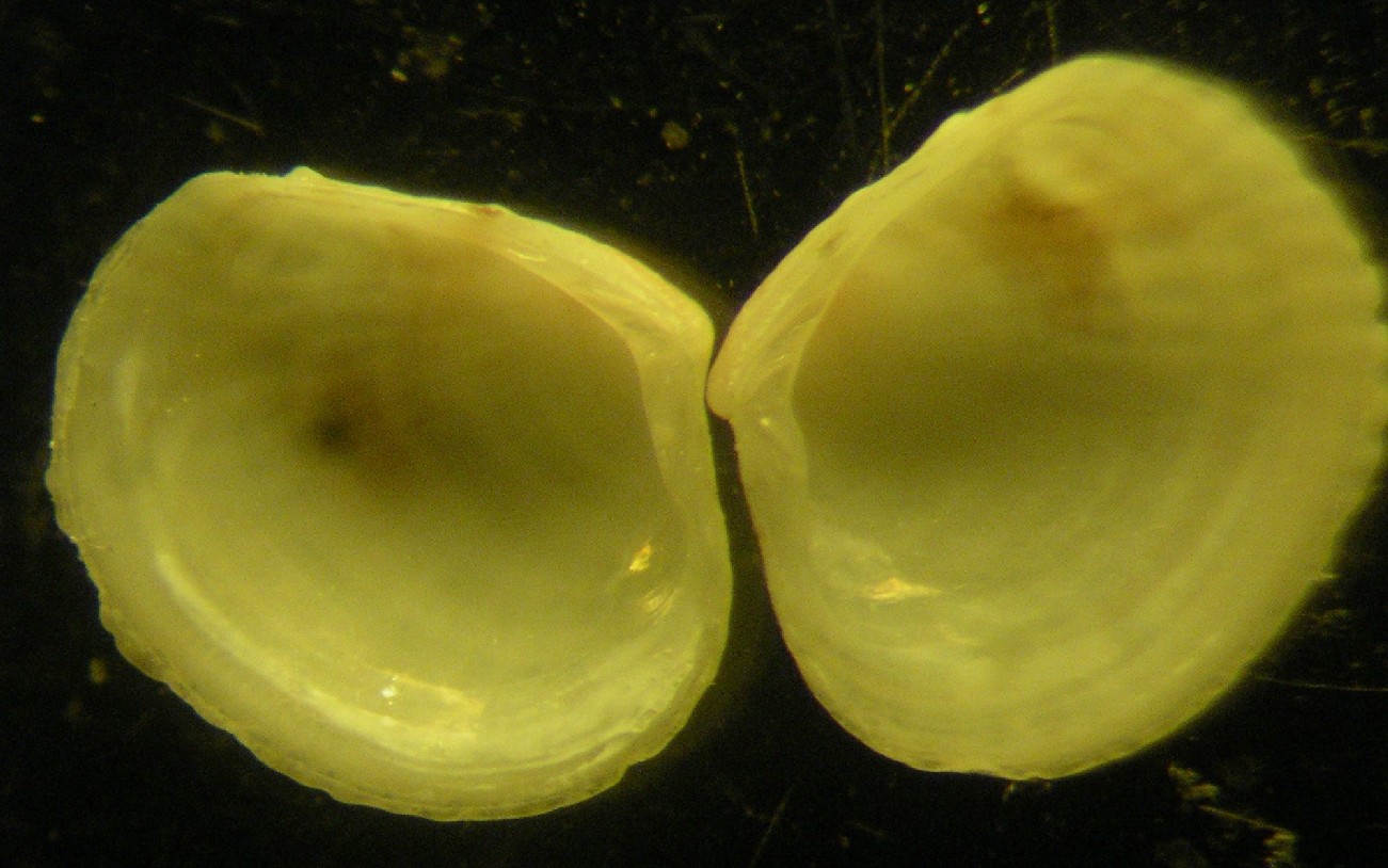 piccolo bivalve