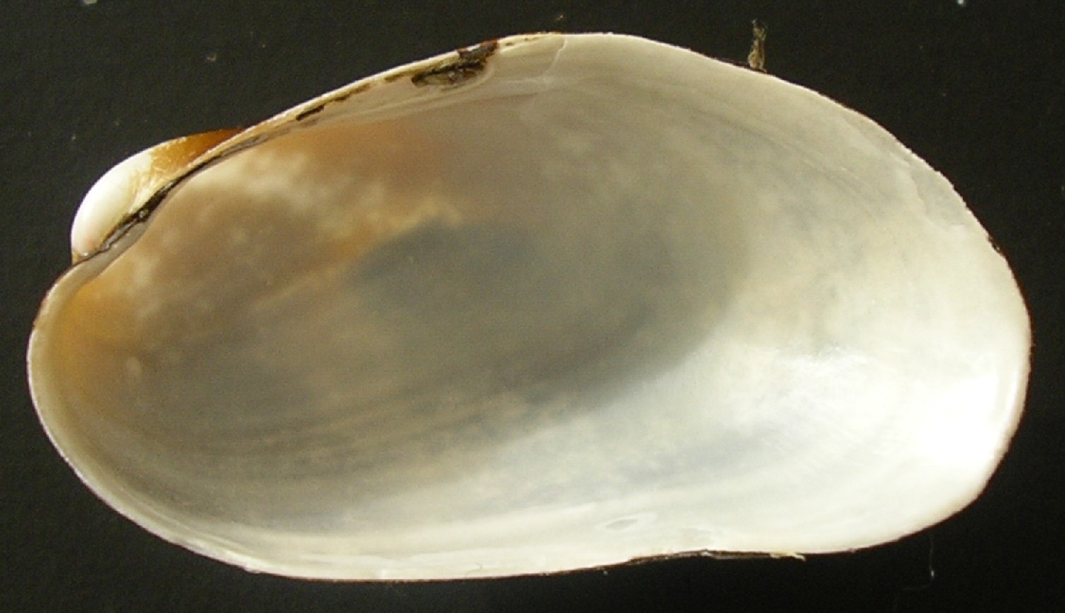 strano mytilidae