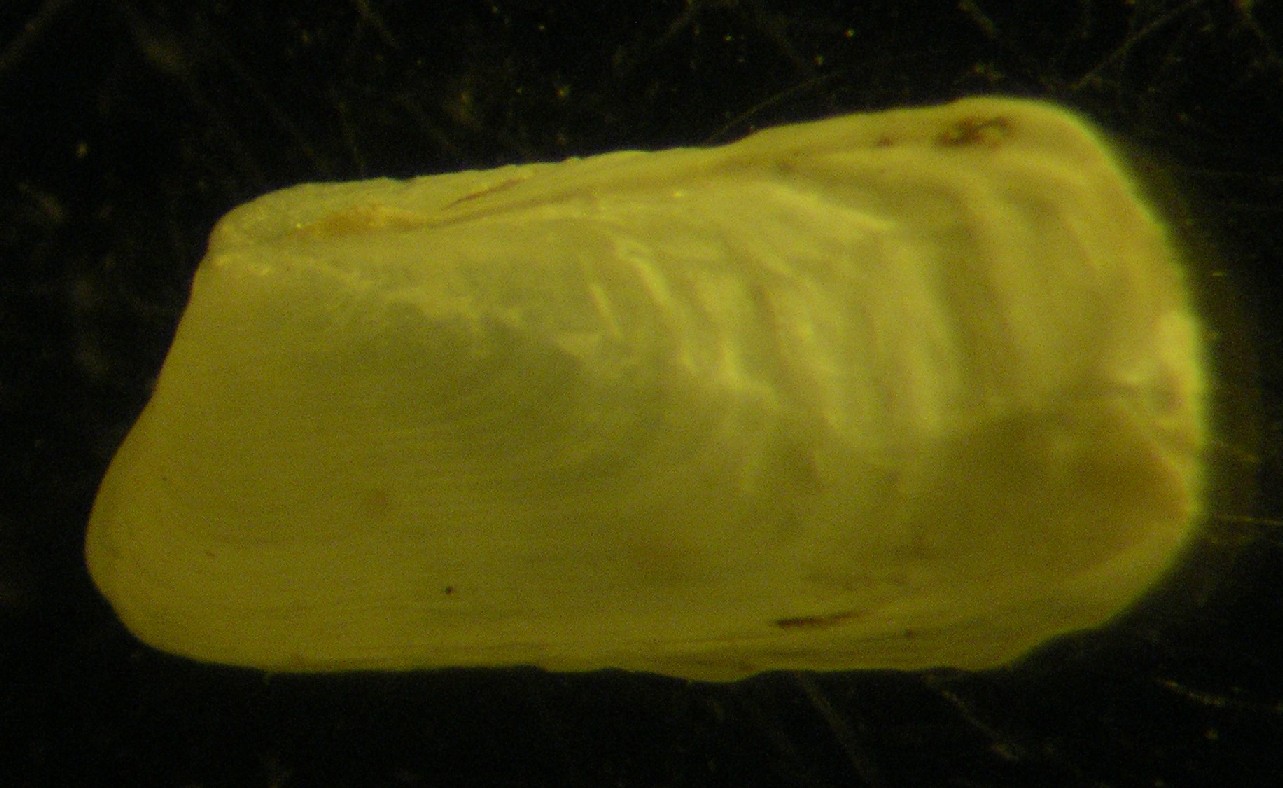 Hiatella rugosa