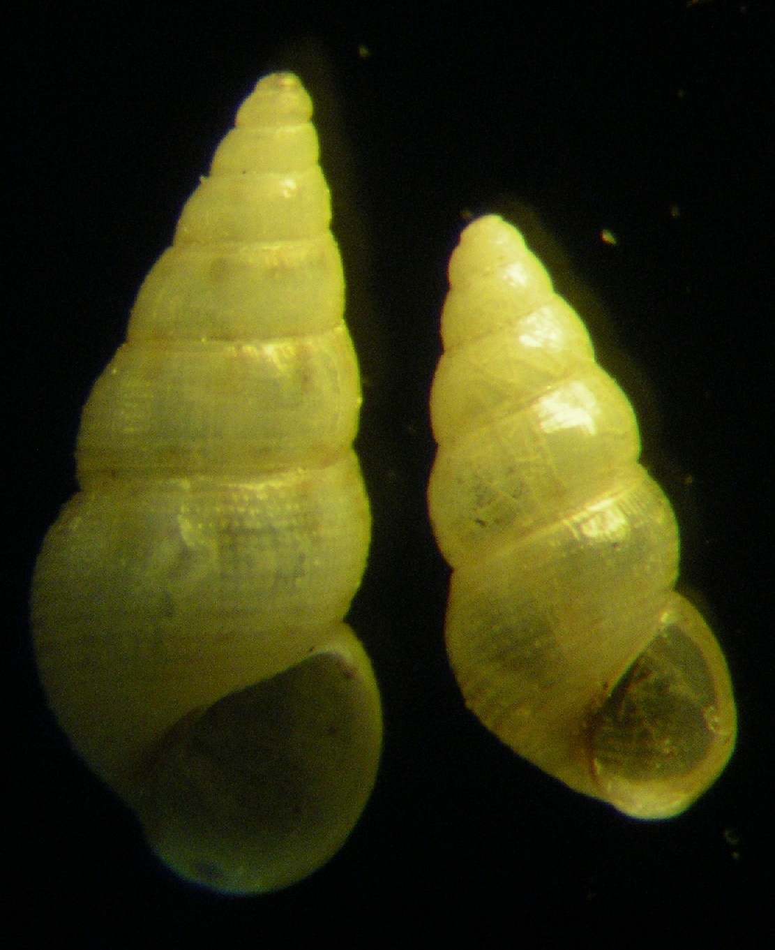 aiuto n° 5