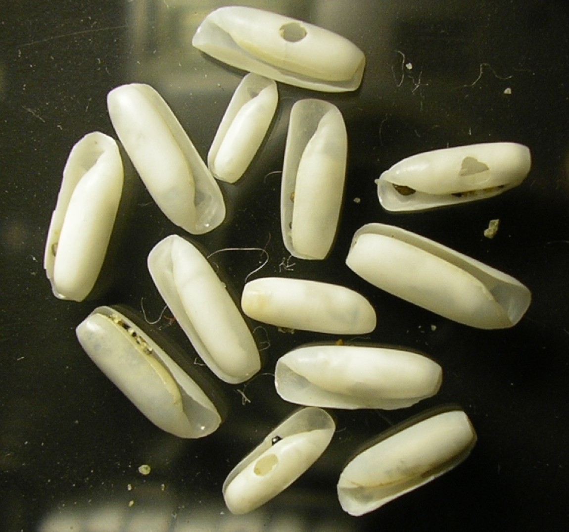 Cylichna cylindracea