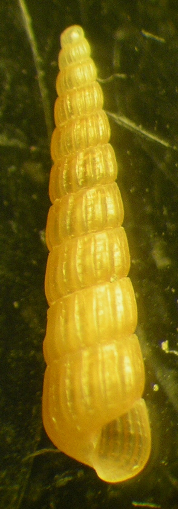 turbonilla acutissima?