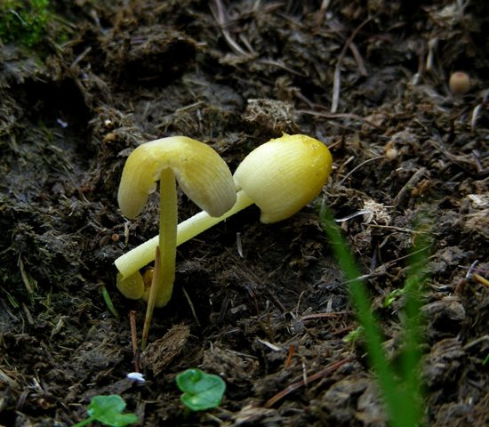 Funghi in quota, montagne del Lagorai (gruppo del Rava)