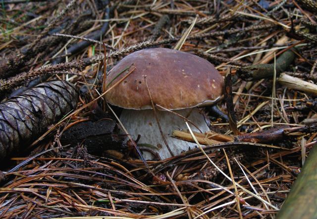 Escursione a 1500/1800,tanti funghi