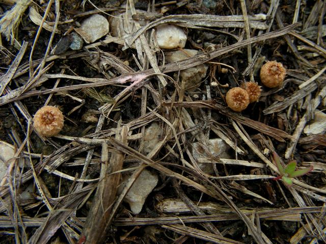 Cyatus?