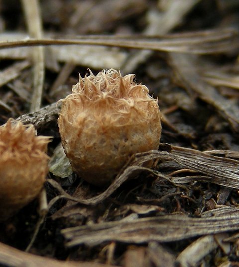 Cyatus?