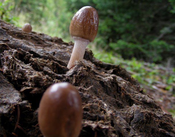 Escursione a 1500/1800,tanti funghi