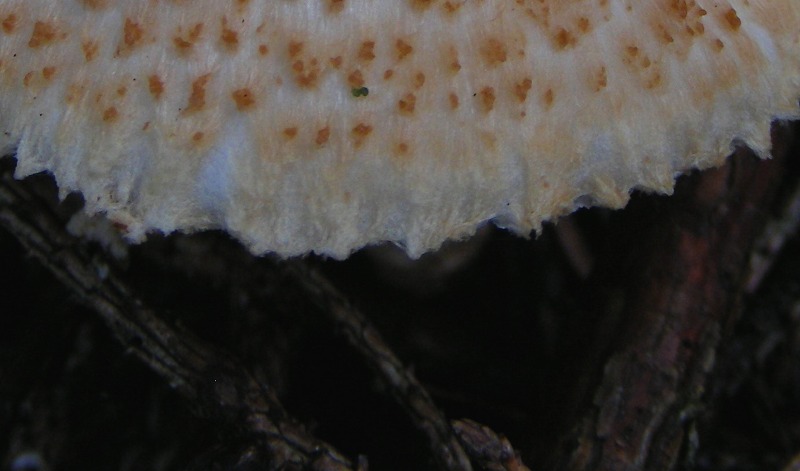 altra lepiotina