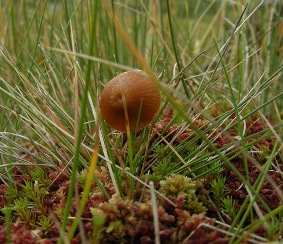 Funghi in quota, montagne del Lagorai (gruppo del Rava)