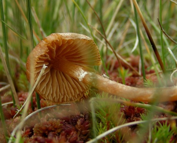Funghi in quota, montagne del Lagorai (gruppo del Rava)