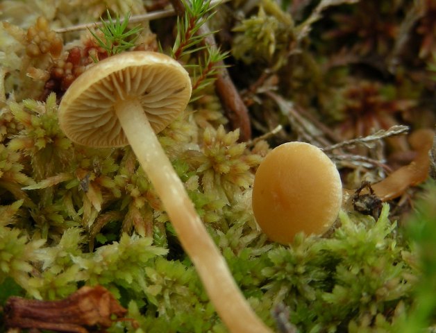 Funghi in quota, montagne del Lagorai (gruppo del Rava)